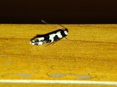 Neurothaumasia ankerella