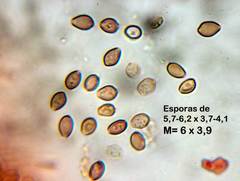 Deconica subviscida