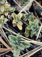 Monardella macrantha macrantha