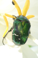 Cetonia aurata