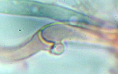 Deconica subviscida