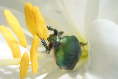 Cetonia aurata