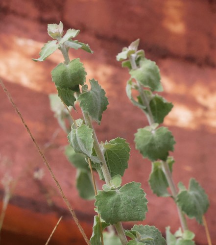 photo of California Brickellbush (Brickellia californica)