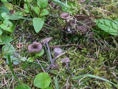 Entoloma incarnatofuscescens
