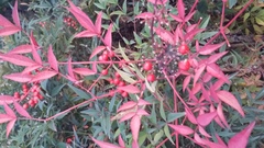 Nandina domestica