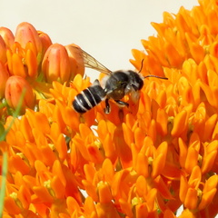 Megachile pugnata