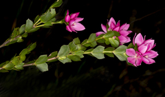Boronia serrulata