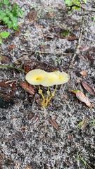 Leucocoprinus fragilissimus image