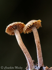 Deconica crobula
