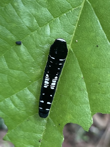 Dark Kite-Swallowtail