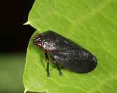 Prosapia ignipectus