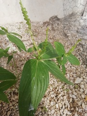 Angiospermae
