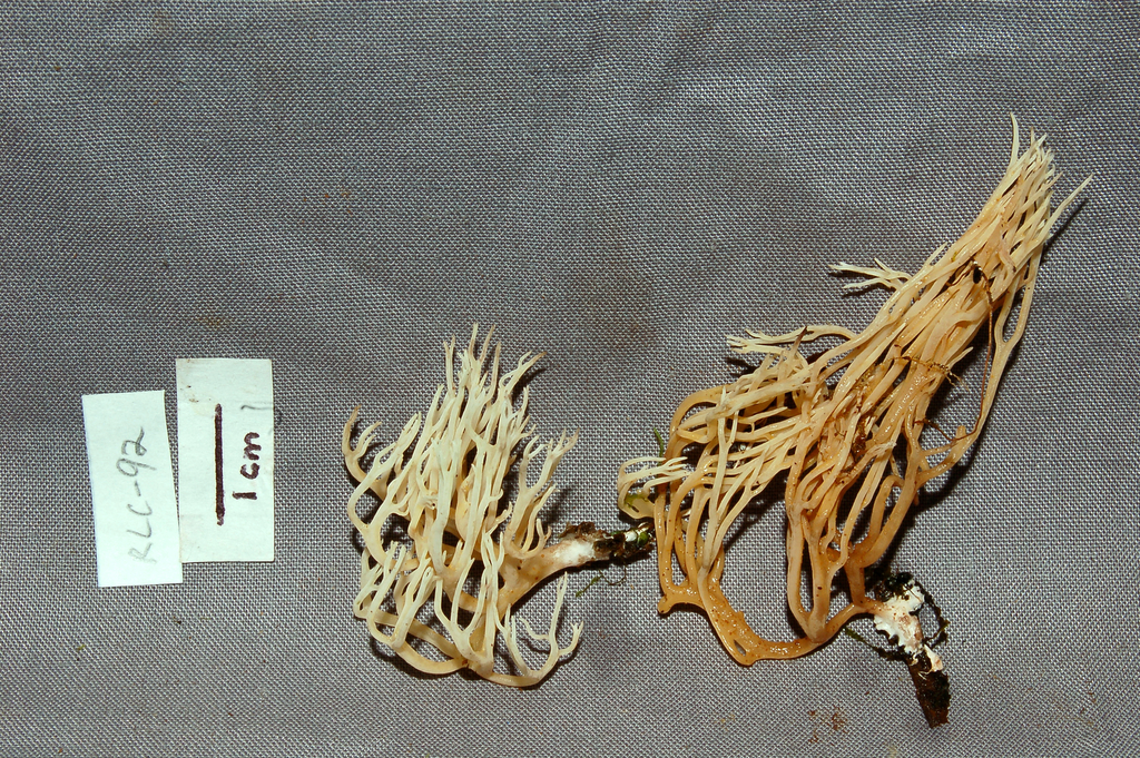 Ramaria sp. 'EC01'