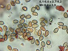 Deconica crobula