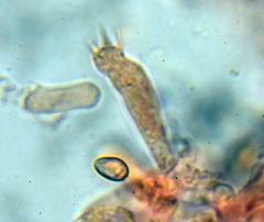 Deconica crobula