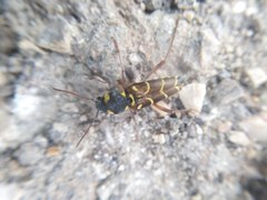 Xylotrechus antilope