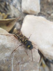 Xylotrechus antilope
