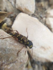 Xylotrechus antilope