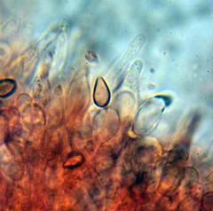 Deconica crobula