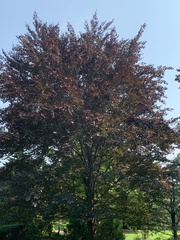 Fagus sylvatica