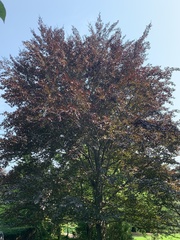 Fagus sylvatica