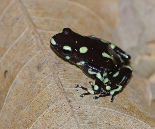Green-and-black Poison Dart Frog