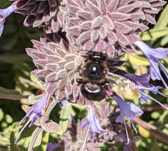 Xylocopa californica