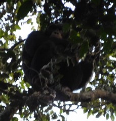 Pan troglodytes verus