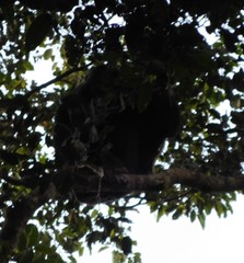 Pan troglodytes verus