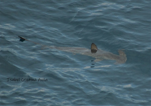 Scalloped Hammerhead Shark