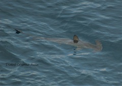 Scalloped Hammerhead Shark