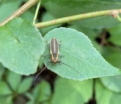 Saperda lateralis
