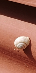 Praticolella berlandieriana