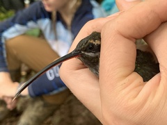 Phaethornis