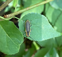 Saperda lateralis
