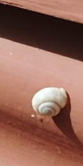 Praticolella berlandieriana