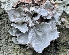 Parmotrema hypoleucinum