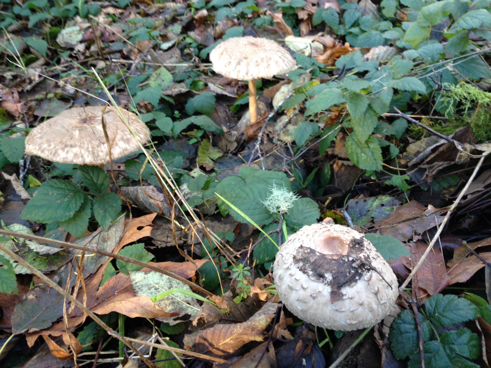 Chlorophyllum olivieri image