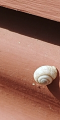 Praticolella berlandieriana
