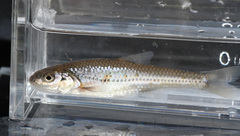 Notropis dorsalis