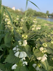 Lamium album