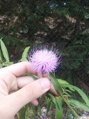 Cheirolophus sempervirens