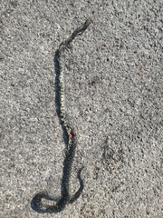 Lampropeltis