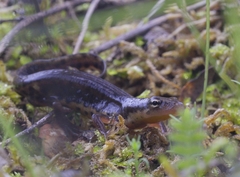 Lissotriton maltzani