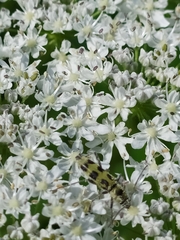 Chlorophorus herbstii