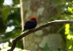 Ceratopipra rubrocapilla