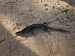 Trachylepis perrotetii