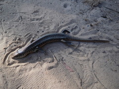 Trachylepis perrotetii