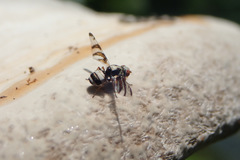 Myennis octopunctata