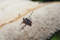 Myennis octopunctata